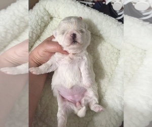 Maltese Puppy for sale in HAYWARD, CA, USA