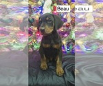 Small #2 Doberman Pinscher
