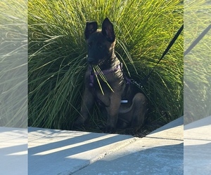 Malinois Puppy for sale in BAKERSFIELD, CA, USA