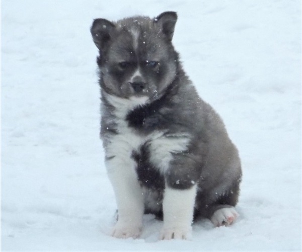 Medium Photo #3 Wolf Hybrid Puppy For Sale in SAINT IGNATIUS, MT, USA