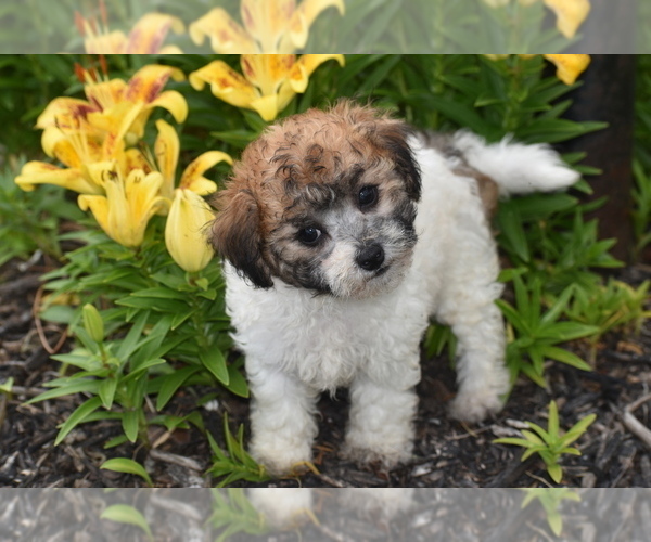 Medium Photo #4 Bichpoo Puppy For Sale in ELDORADO, OH, USA
