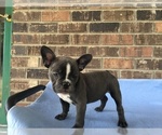 Small Photo #10 French Bulldog Puppy For Sale in FORESTVILLE, CA, USA