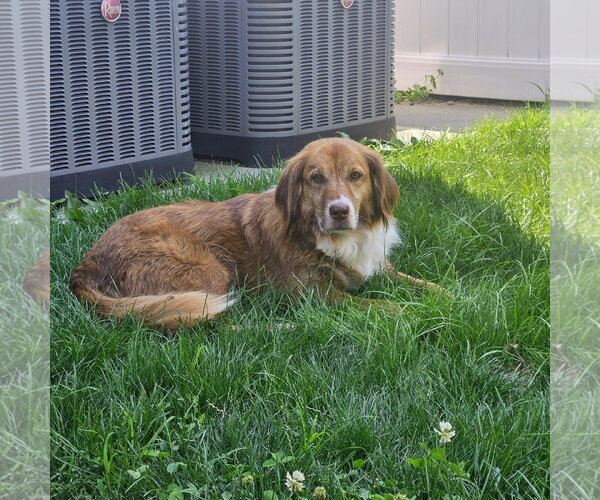 Medium Photo #13 Mutt Puppy For Sale in Rockaway, NJ, USA