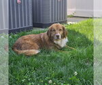 Small Photo #13 Mutt Puppy For Sale in Rockaway, NJ, USA