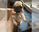 Small #1 Pug