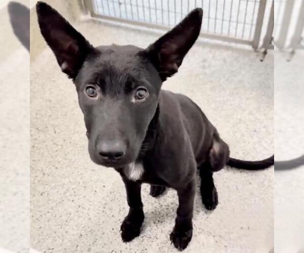 Medium Photo #2 German Shepherd Dog-Unknown Mix Puppy For Sale in Houston, TX, USA