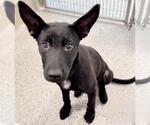 Small #1 German Shepherd Dog Mix