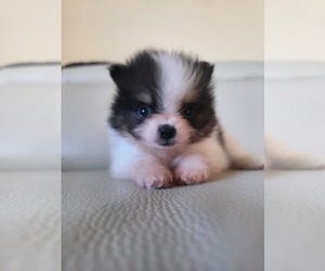 Medium Pomeranian