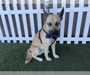 German Shepherd Dog-Unknown Mix Dogs for adoption in Modesto, CA, USA