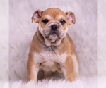 Small Photo #44 Bulldog Puppy For Sale in WARSAW, IN, USA