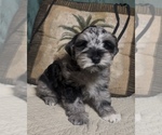 Puppy Butters Schnauzer (Miniature)