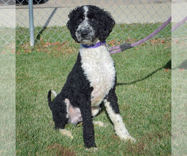 Medium Photo #4 Mutt Puppy For Sale in Huntley, IL, USA