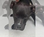 Small American Pit Bull Terrier
