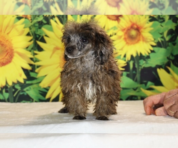 Medium Photo #26 Poodle (Toy) Puppy For Sale in DYERSBURG, TN, USA