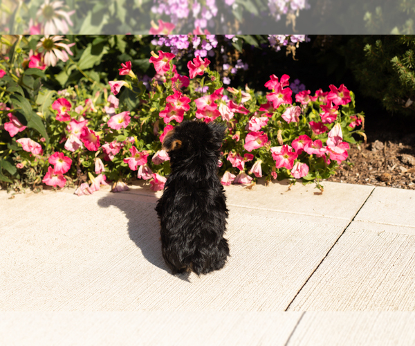 Medium Photo #13 Yorkshire Terrier Puppy For Sale in NAPPANEE, IN, USA