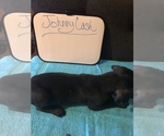 Small Photo #13 Great Dane Puppy For Sale in MINERAL WELLS, TX, USA