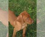 Small Photo #7 Vizsla Puppy For Sale in NEW YORK MILLS, MN, USA