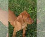 Small #6 Vizsla