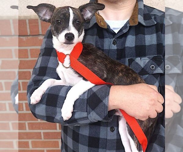 Medium Photo #3 Mutt Puppy For Sale in Carrollton, TX, USA