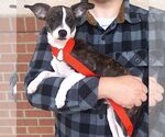 Small #2 Mutt