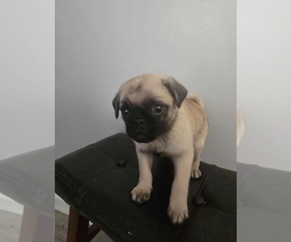 Medium Photo #7 Pug Puppy For Sale in DEARBORN HEIGHTS, MI, USA