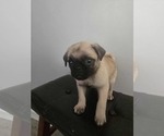 Small #6 Pug