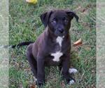 Small #3 Labrador Retriever Mix
