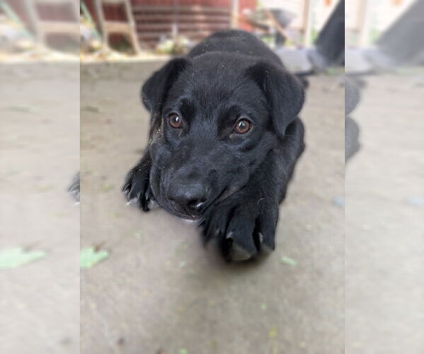 Medium Photo #3 Mutt Puppy For Sale in Sandy, UT, USA