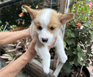 Pembroke Welsh Corgi Puppy for sale in GARDEN GROVE, CA, USA