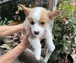 Small Pembroke Welsh Corgi