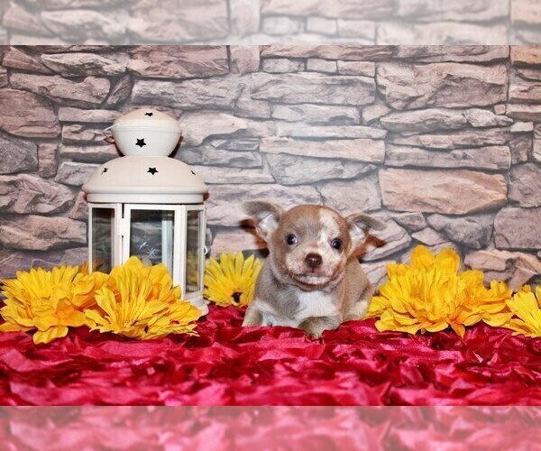 Medium Photo #107 Chihuahua Puppy For Sale in CHARLESTON, AR, USA