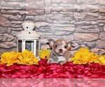 Small Photo #107 Chihuahua Puppy For Sale in CHARLESTON, AR, USA