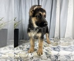 Small Photo #6 German Shepherd Dog Puppy For Sale in GREENWOOD, IN, USA