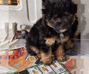 Pom-A-Poo Puppy for sale in SPOTSYLVANIA, VA, USA