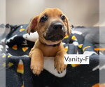 Vanity - Female Mutt Dog for Adoption - Small photo