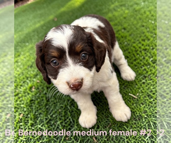 Medium Photo #3 Bernedoodle (Miniature) Puppy For Sale in MONTPELIER, OH, USA