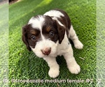 Small #2 Bernedoodle (Miniature)