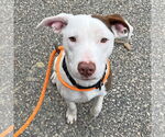 Small Pointer Mix