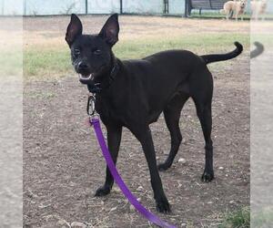 Chihuahua-Unknown Mix Dogs for adoption in San Antonio, TX, USA