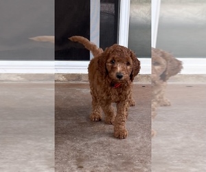 Double Doodle Puppy for sale in SAN DIEGO, CA, USA