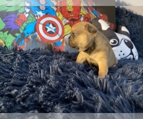 Medium Photo #6 French Bulldog Puppy For Sale in REDMOND, WA, USA