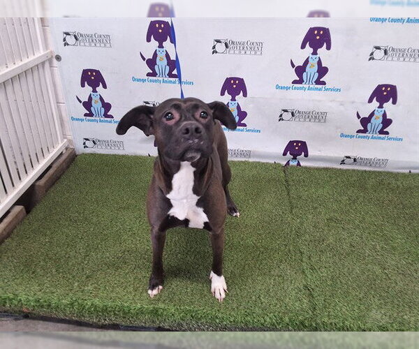 Medium Photo #1 Mutt Puppy For Sale in Orlando, FL, USA