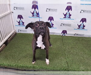 Mutt Dogs for adoption in Orlando, FL, USA