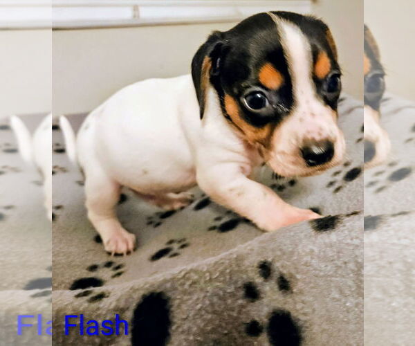 Medium Photo #1 Rat Terrier-Unknown Mix Puppy For Sale in Forest, VA, USA