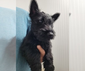 Medium Scottish Terrier