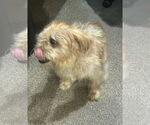 Small #3 Border Terrier-Norfolk Terrier Mix