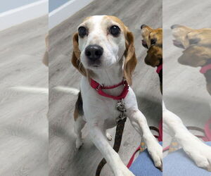 Beagle Dogs for adoption in Dunnellon, FL, USA