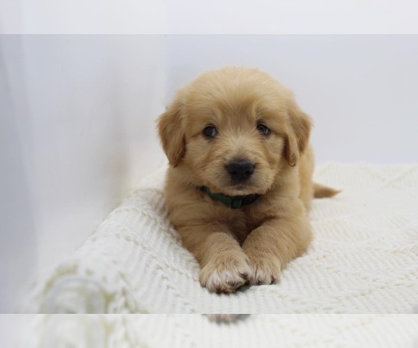 Medium Photo #4 Goldendoodle Puppy For Sale in ROYSE CITY, TX, USA
