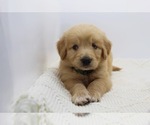 Small Photo #4 Goldendoodle Puppy For Sale in ROYSE CITY, TX, USA