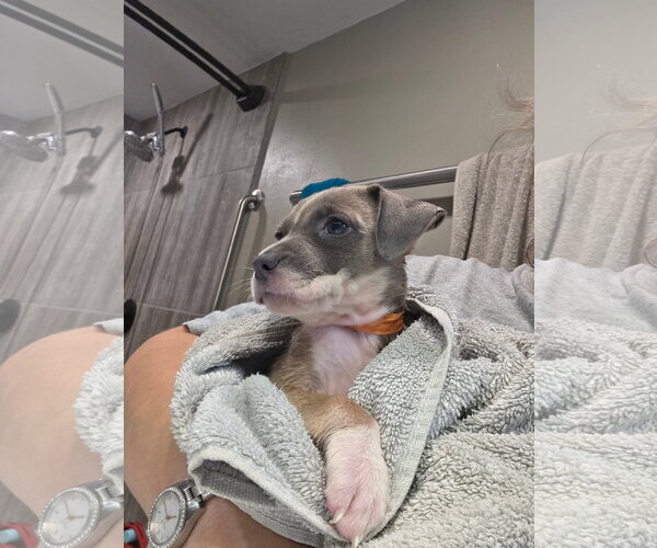 Medium Photo #3 Black Mouth Cur-Unknown Mix Puppy For Sale in New London, WI, USA